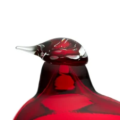 Little tern tranbär